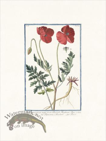 Bonelli 364 Opium poppy